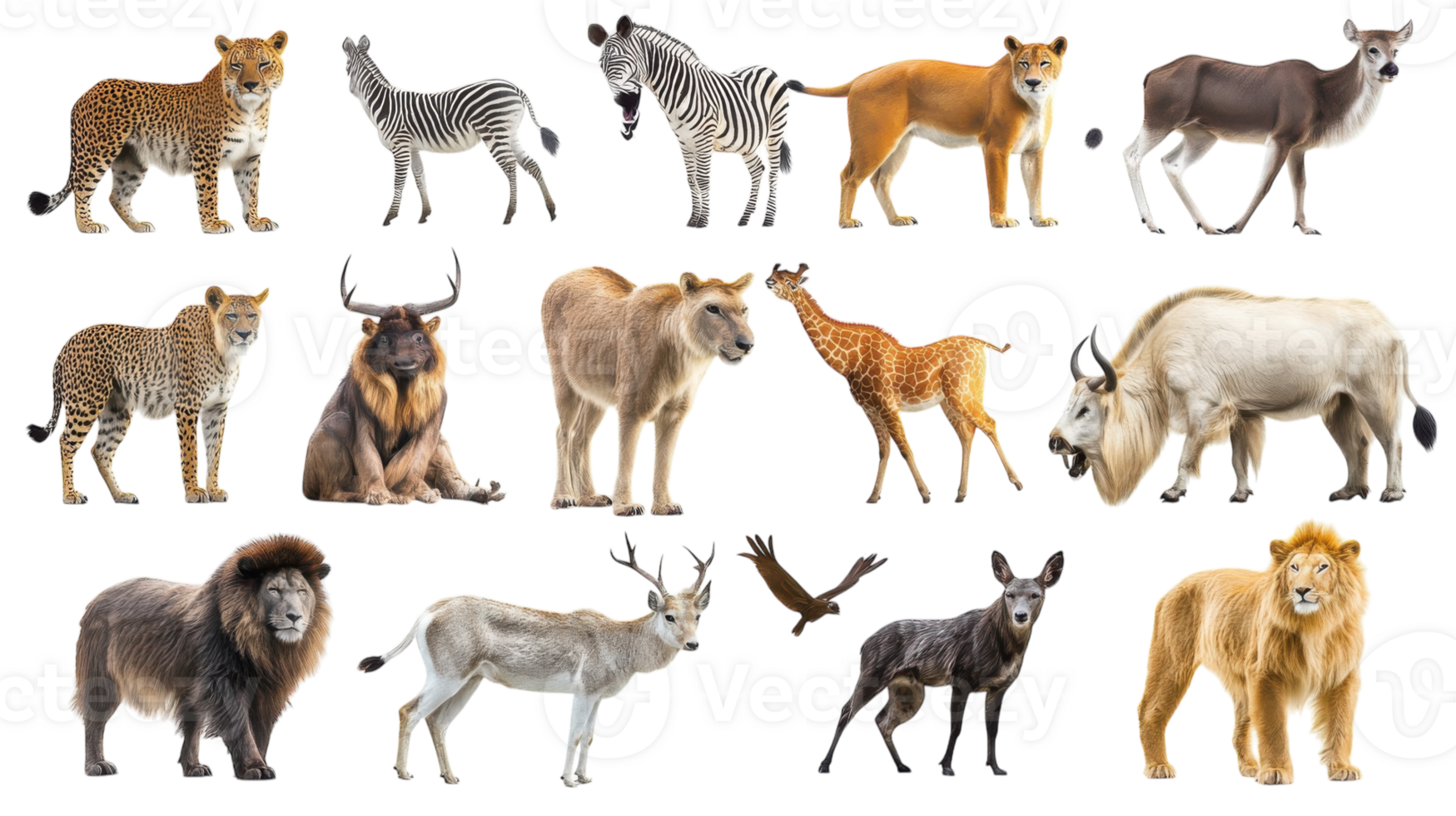 Various wild animals displayed in a creative arrangement showcasing their unique features and characteristics png