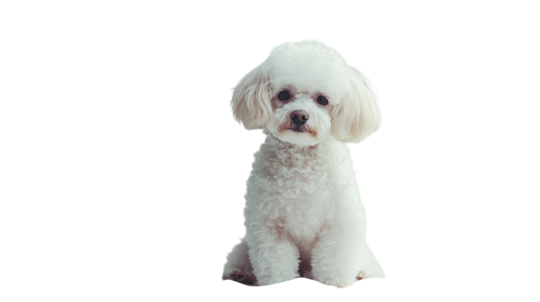 Cute fluffy white dog sitting calmly with a relaxed expression on a bright surface png
