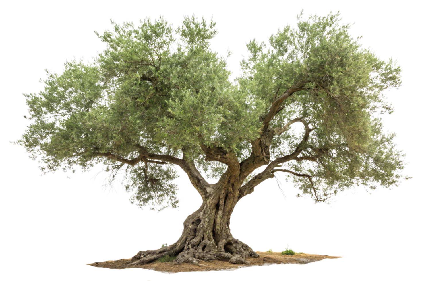 An olive tree with a uniquely twisted trunk, spreading lush branches and a well-defined canopy png