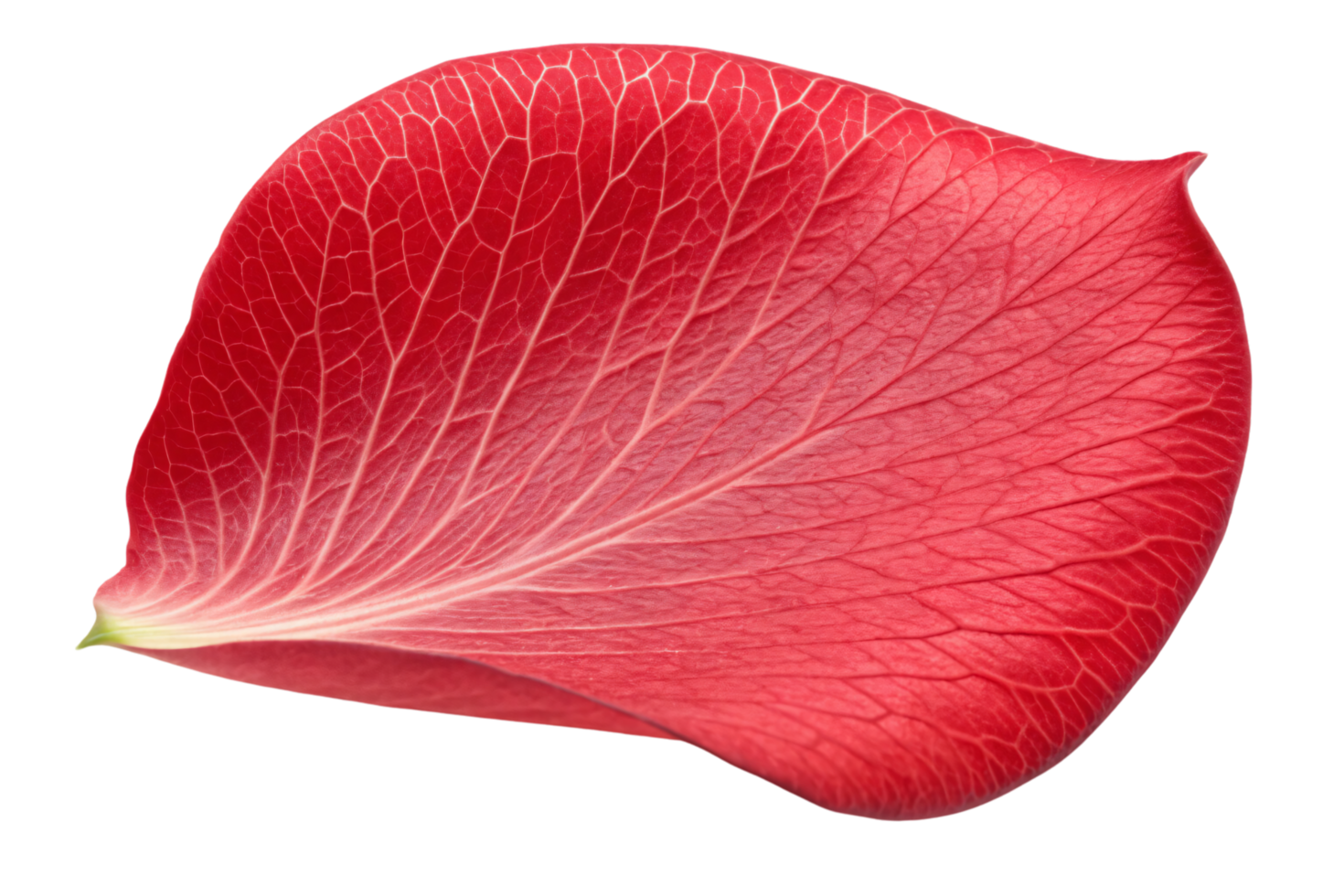 A close-up shot of a red flower petal with visible veins and soft textures, showcasing nature delicate beauty png