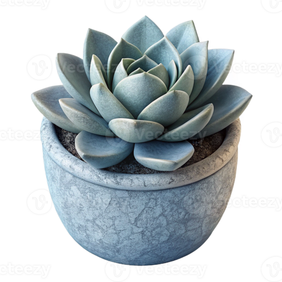 beautiful abstract Single Succulent in Gray Pot Cutout original png