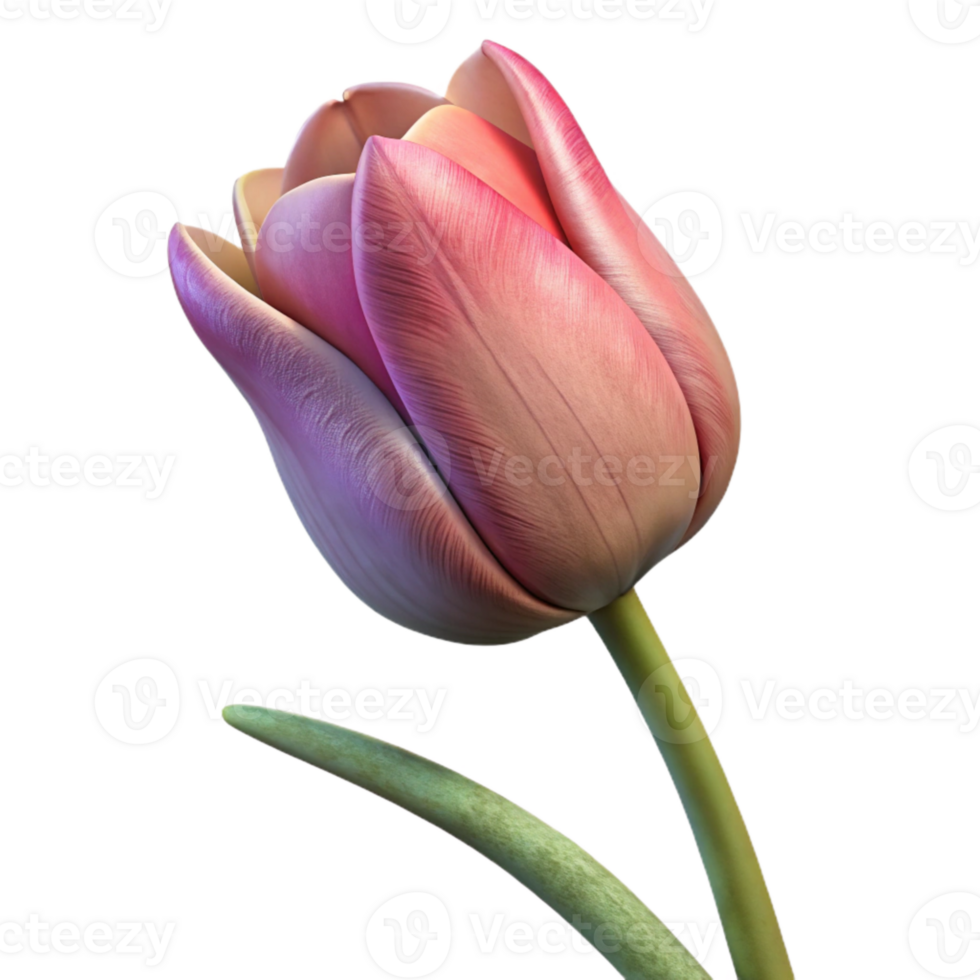 extraordinary rustic Single Tulip Flower Side View Isolated high resolution png