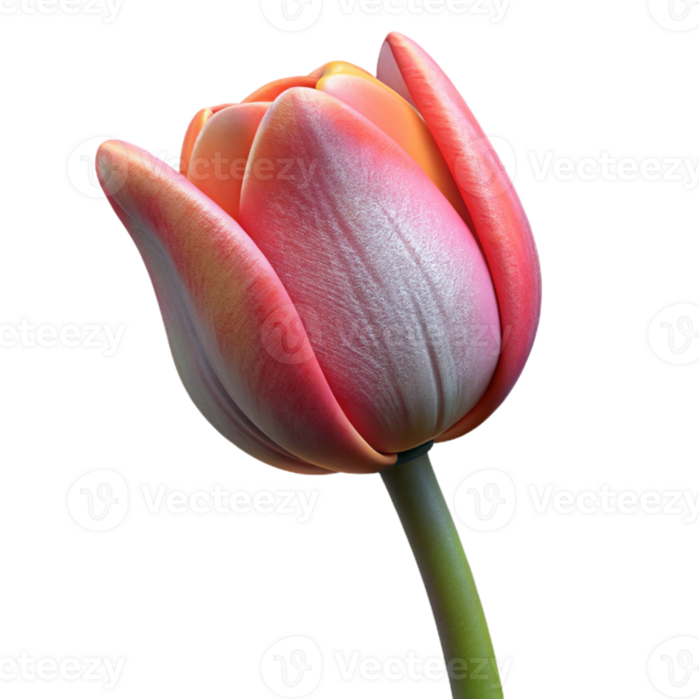 vibrant classic Single Tulip Flower Side View Isolated premium png