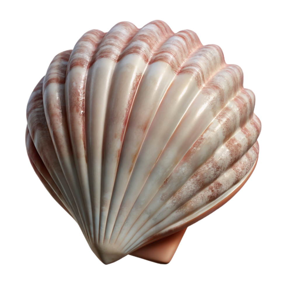 extraordinary classic Seashell Texture Transparent Background Cutout detailed png