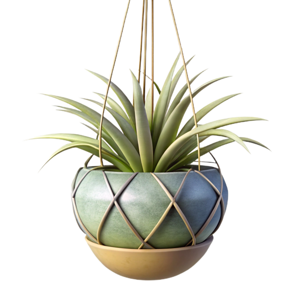 impressive vintage Single Air Plant in Glass Globe Isolated high quality png