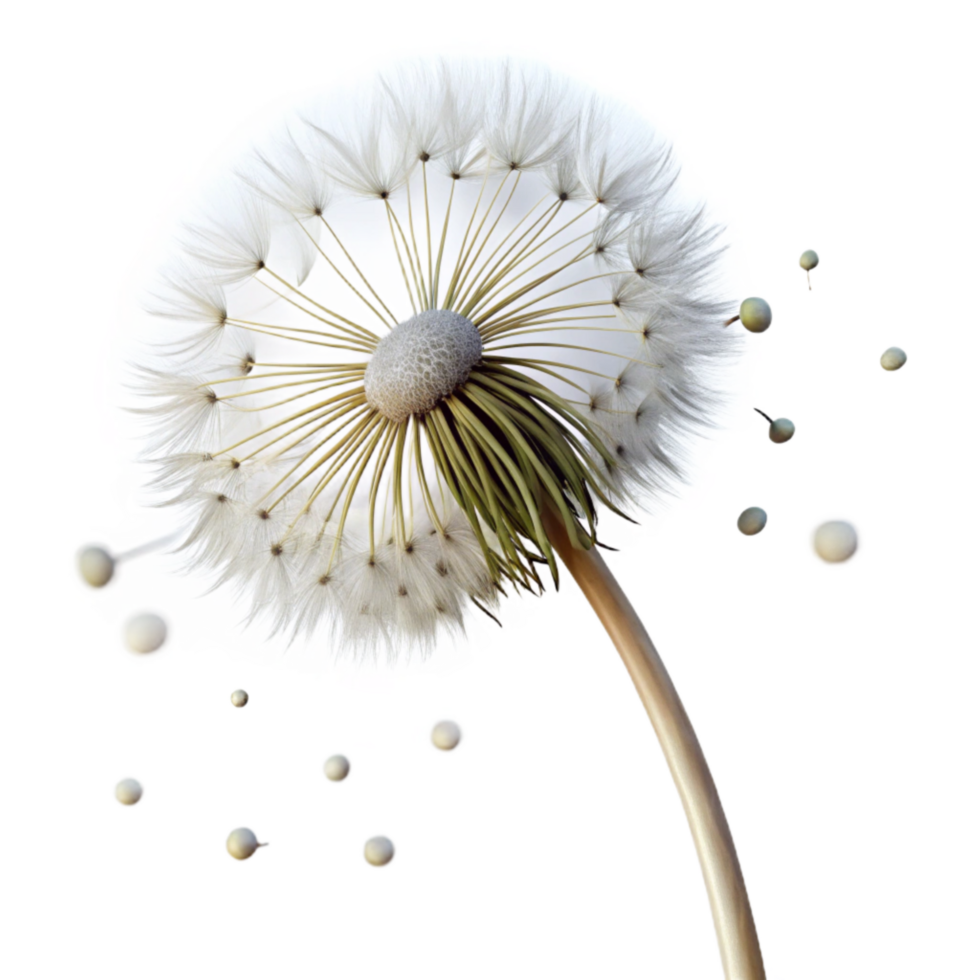 stunning modern Single Dandelion with Seeds Blowing Away Cutout exclusive png
