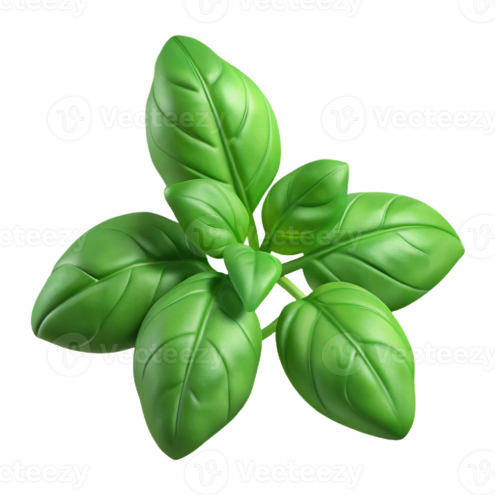 vibrant rustic Basil Plant Green Leaves Transparent Background professional png