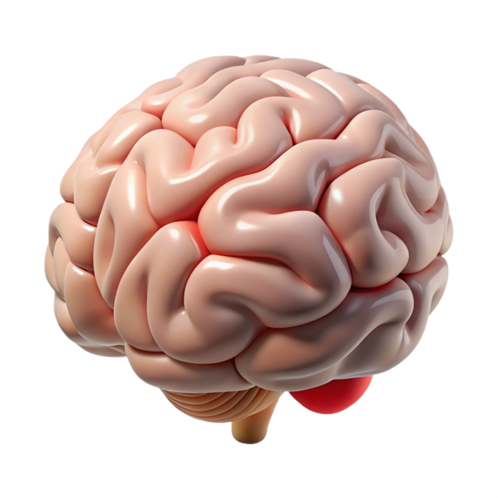 vibrant creative Brain Anatomy Model Front View Transparent high quality png