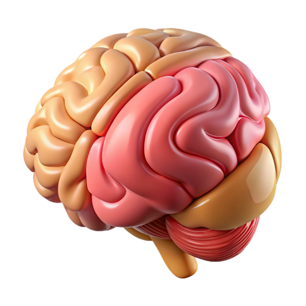 stunning classic Brain Anatomy Lobes Diagram Labeled Transparent Background authentic png