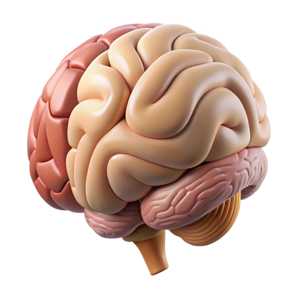 vibrant modern Brain Anatomy Side View Labeled Diagram Transparent Background exclusive png