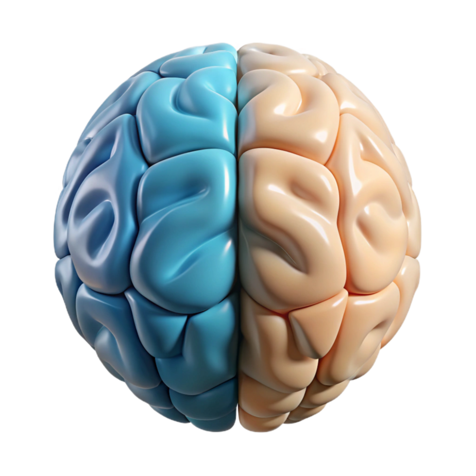 elegant modern Brain Hemisphere Diagram Left Right Labeled Transparent Background exclusive png
