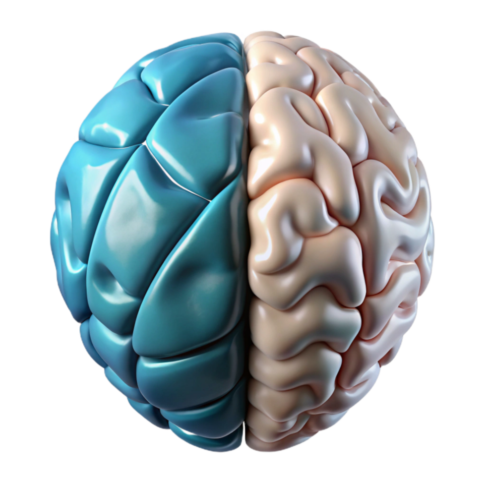 impressive rustic Brain Hemisphere Diagram Left Right Labeled Transparent Background genuine png