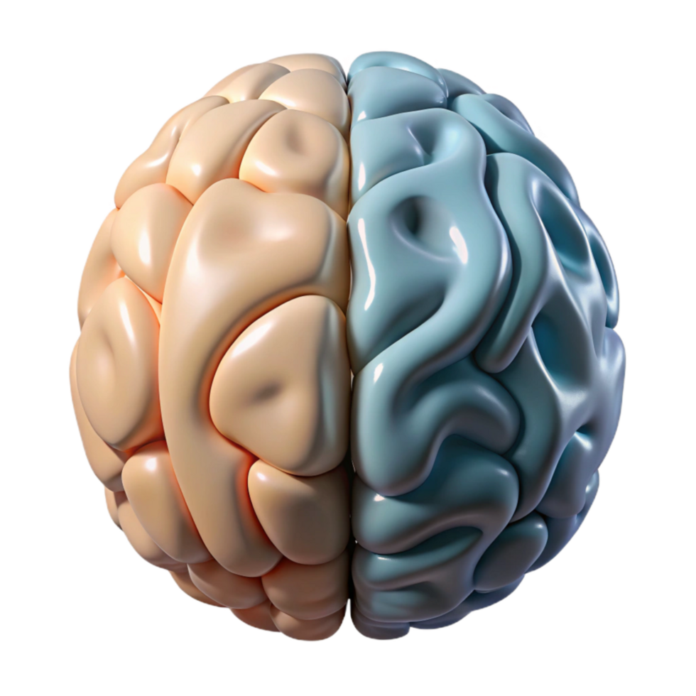 serene vintage Brain Hemisphere Diagram Left Right Labeled Transparent Background genuine png