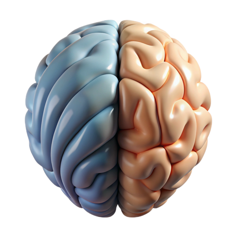 stunning classic Brain Hemisphere Diagram Left Right Labeled Transparent Background authentic png