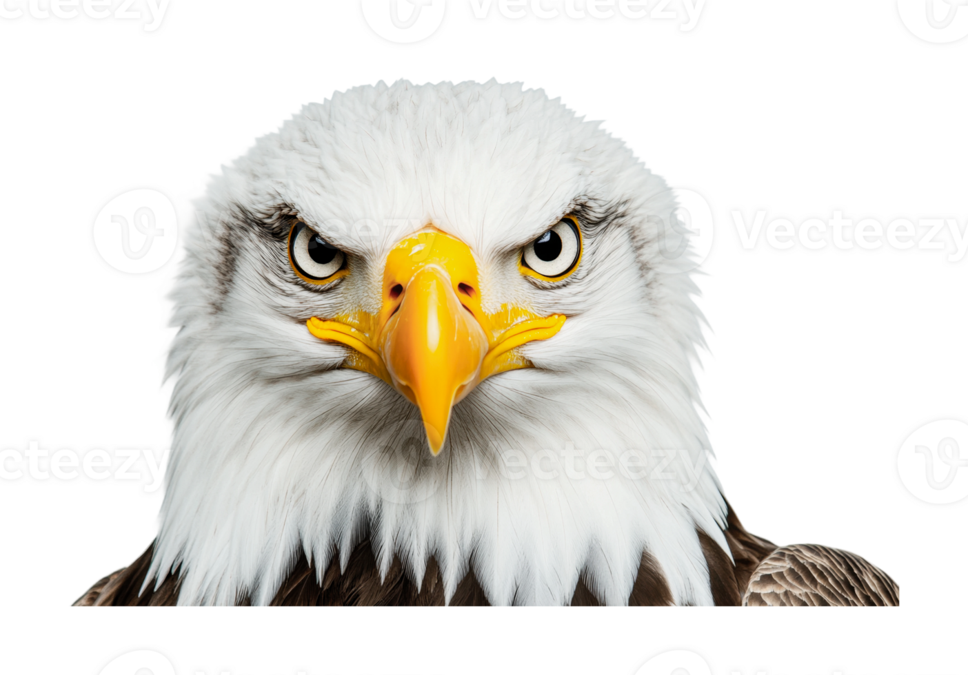 Close-up of a majestic bald eagle with intense gaze and sharp beak, cut out png