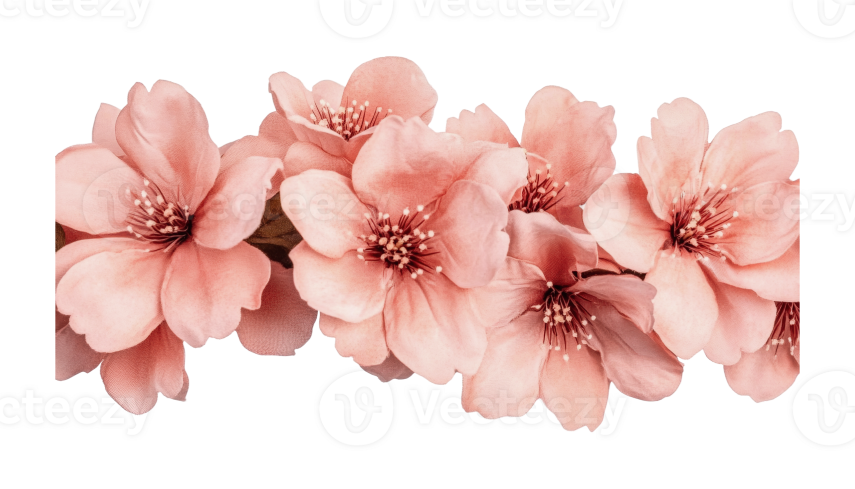 Blossoming pink cherry flowers in full bloom, cut out png