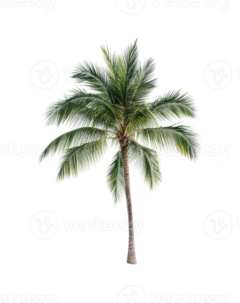 Isolated tropical palm tree with lush green fronds, cut out png