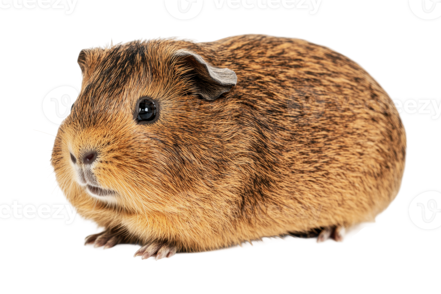 Brown guinea pig with black eyes, cut out png