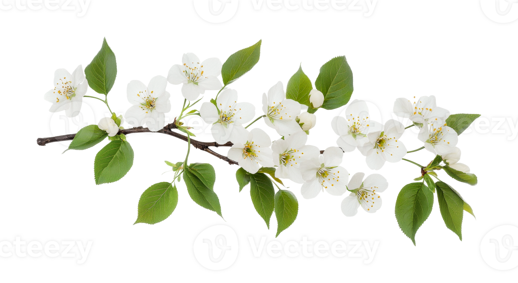Delicate white apple blossoms on branch with green leaves, cut out png