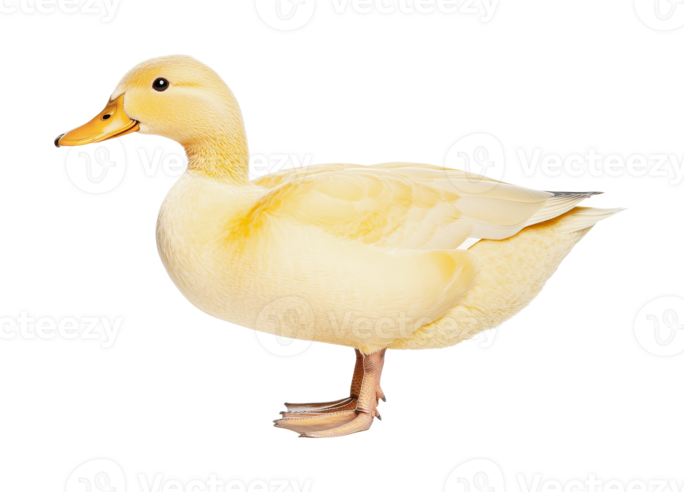 Yellow duck standing side view with detailed features and smooth feathers, cut out png