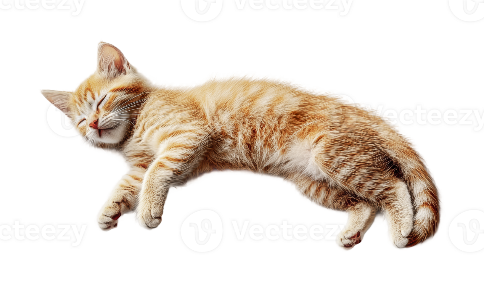 Sleeping ginger tabby kitten with closed eyes and stripes, cut out png