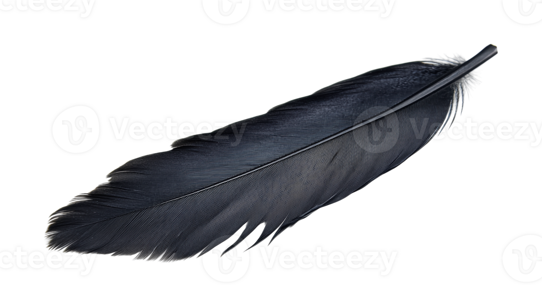 Close-up of a dark feather highlighting intricate details, cut out png
