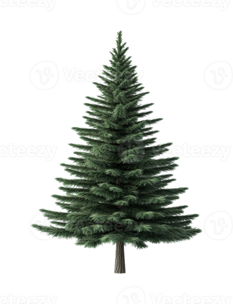 Realistic lush green pine tree with full branches and brown trunk, cut out png
