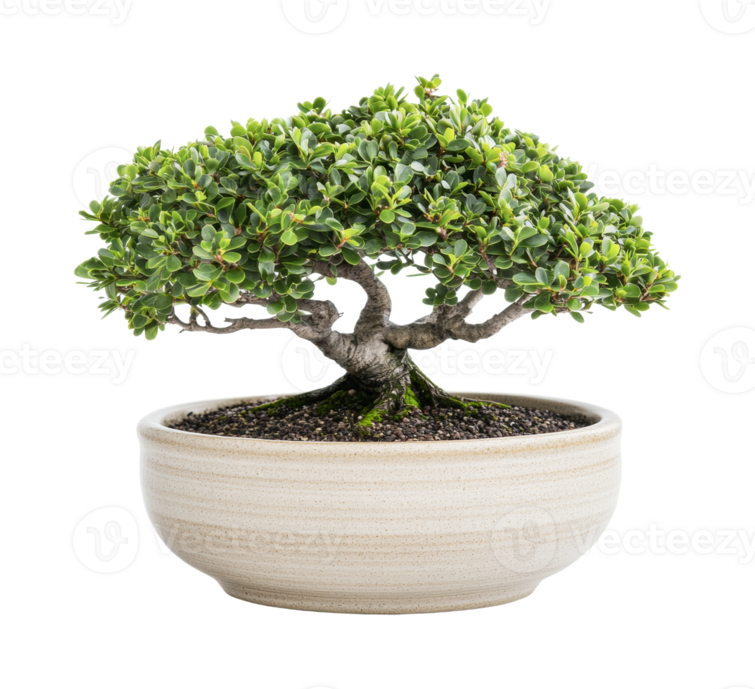 Elegant green bonsai tree in ceramic pot against black background, cut out png
