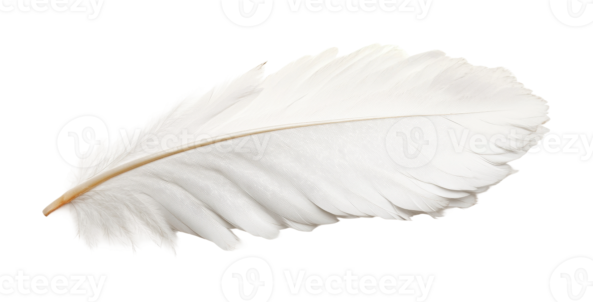 Single white feather isolated close-up, cut out png