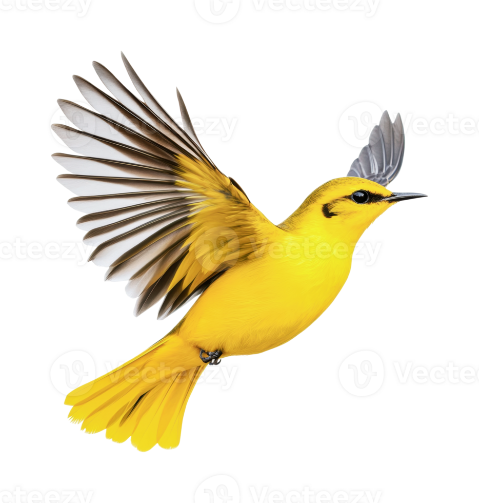 Vivid yellow songbird in flight with outstretched wings, cut out png