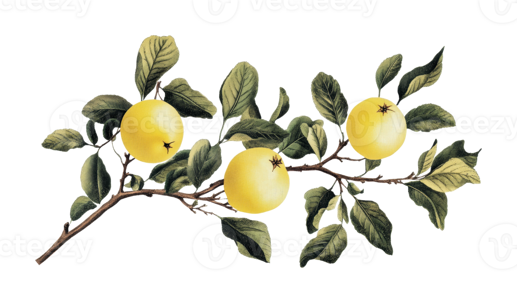 Vintage botanical illustration of three yellow apples on branch with green leaves, cut out png