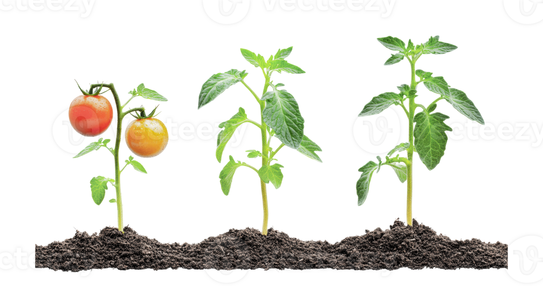 Three tomato plants in soil progressing from seedling to fruiting stage, cut out png