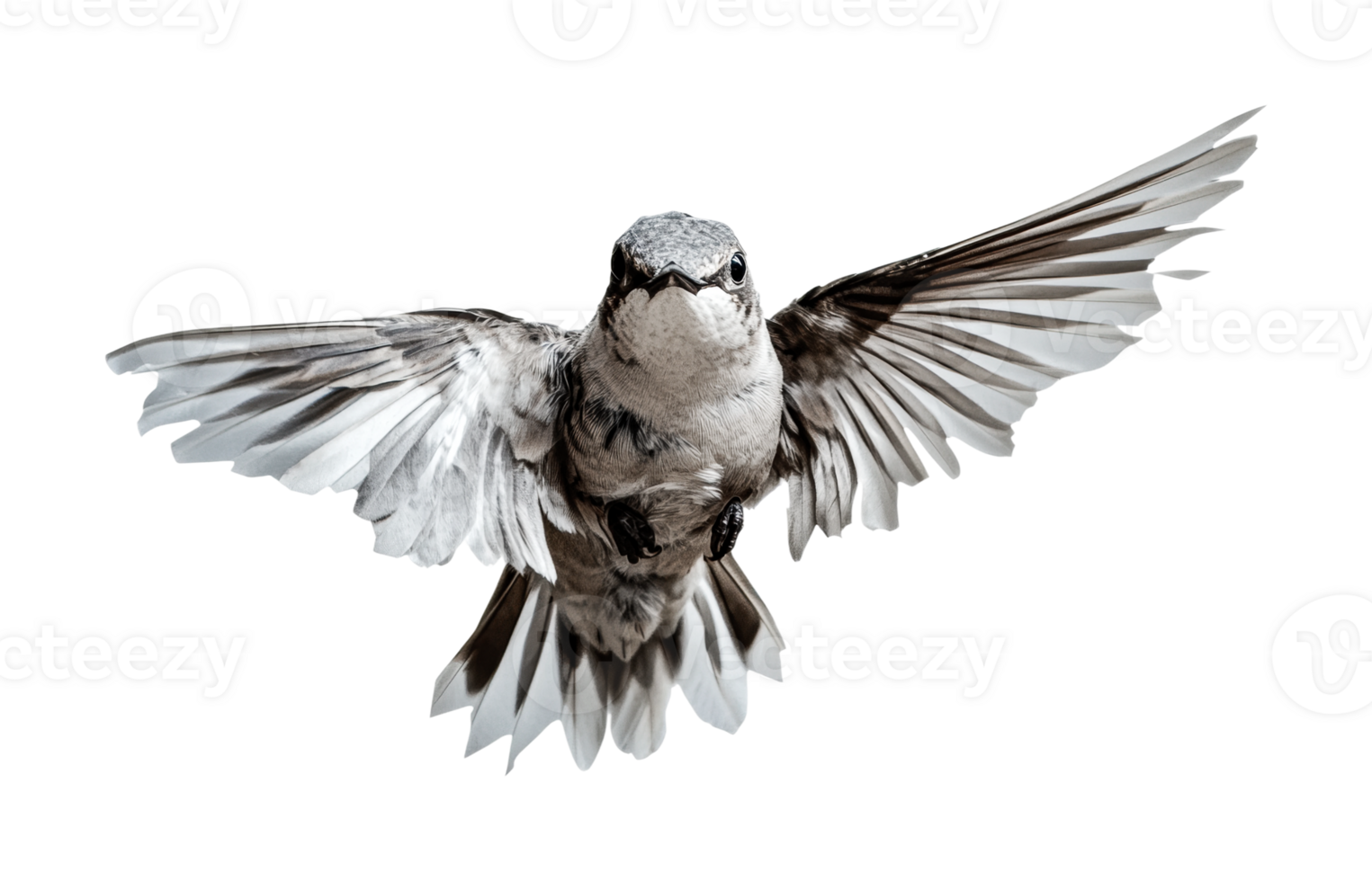 Graceful hummingbird in flight with outstretched wings, cut out png