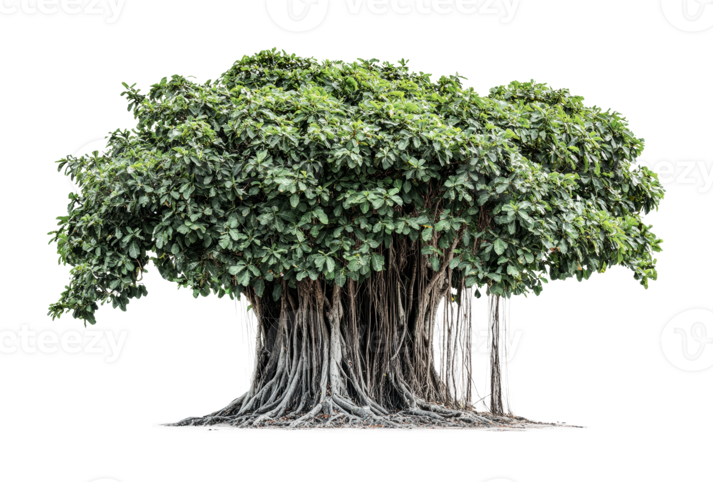 Majestic banyan tree with lush green foliage and intricate aerial roots, cut out png