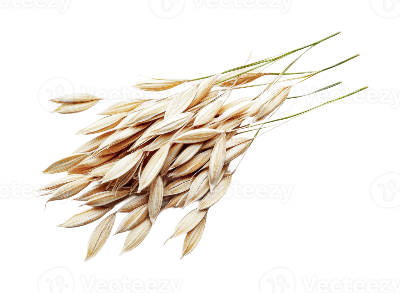 Cluster of natural oat grains on stems isolated on white, cut out png