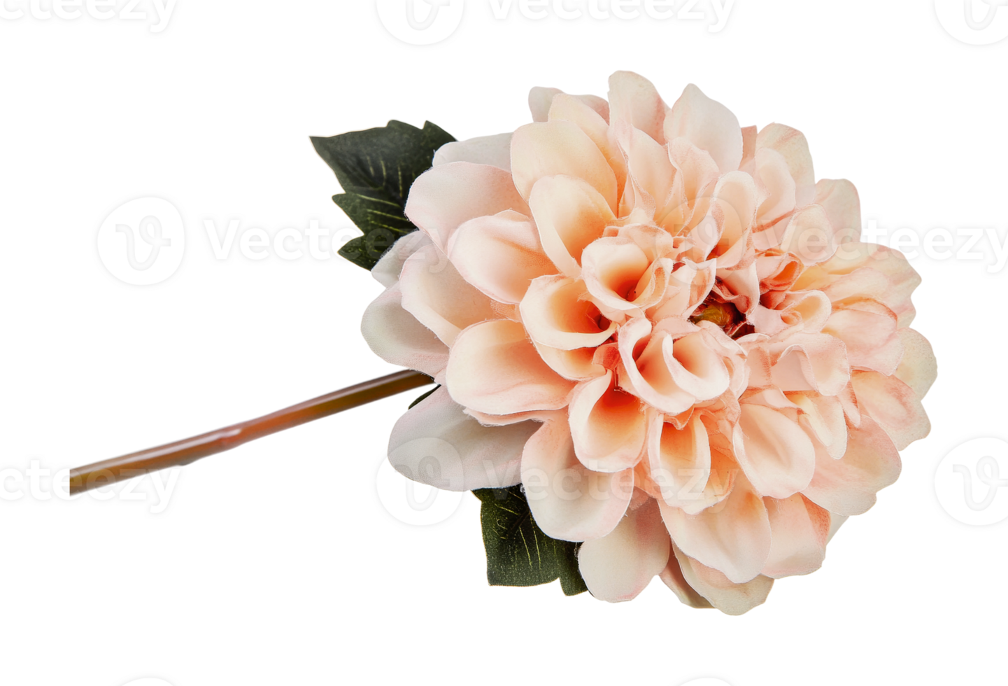 Elegant pink dahlia with lush green leaves, cut out png