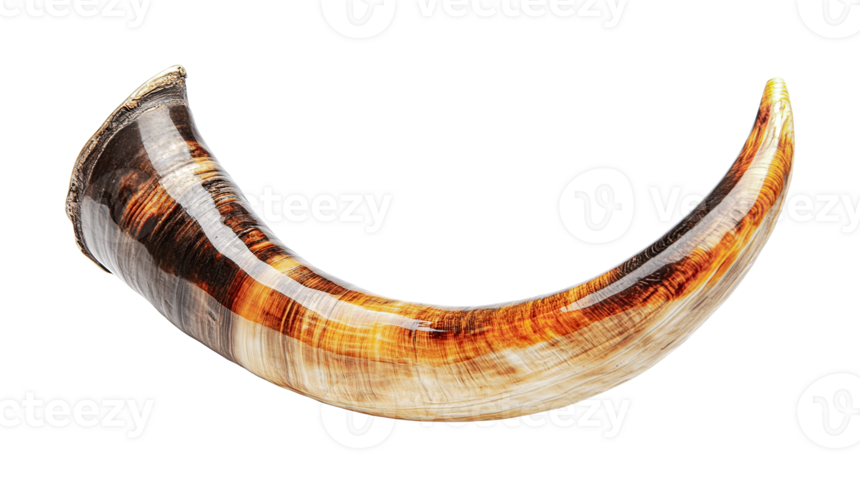 Curved animal horn with natural gradient, cut out png