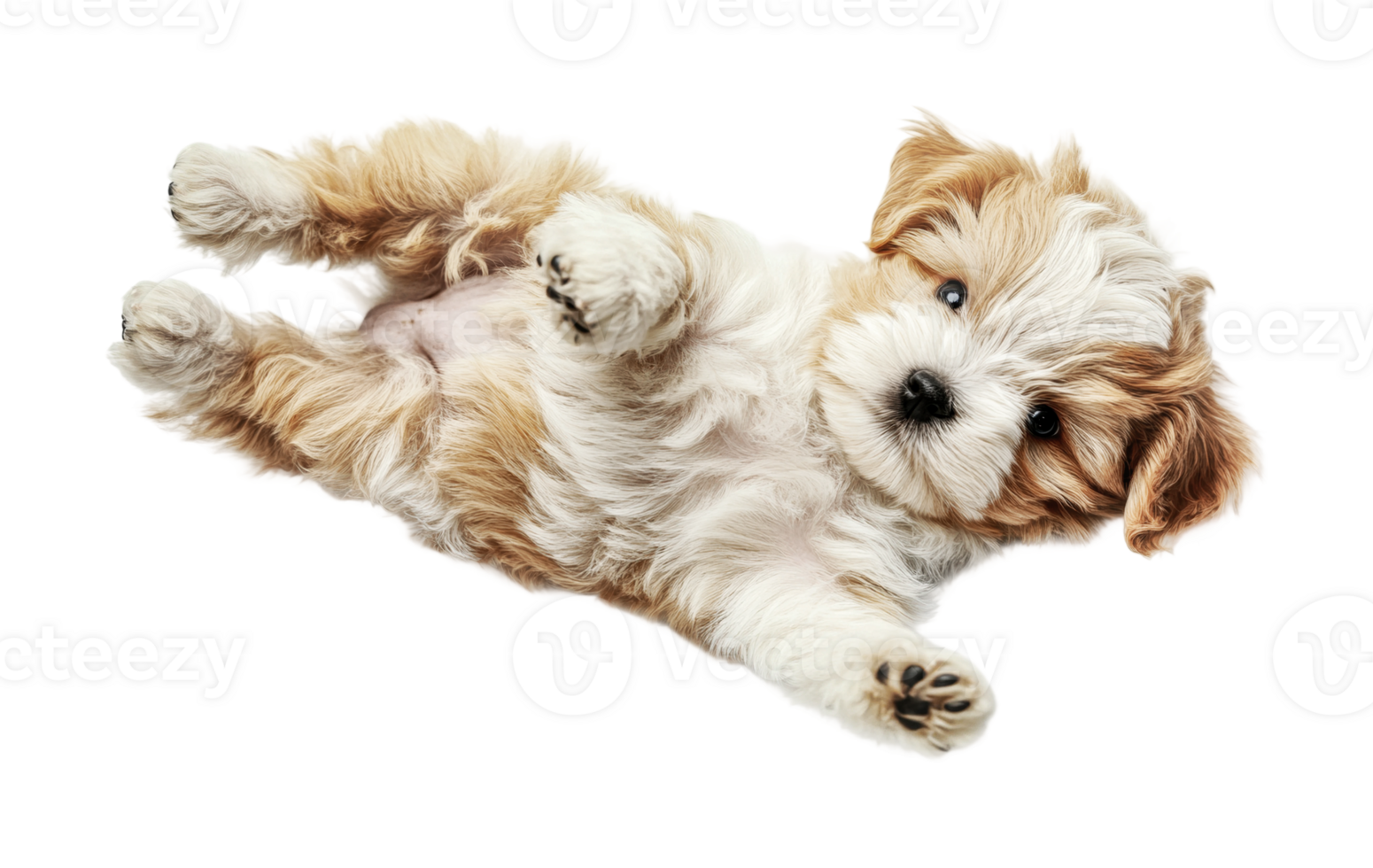 Playful fluffy tan and white havanese puppy lying on back, cut out png