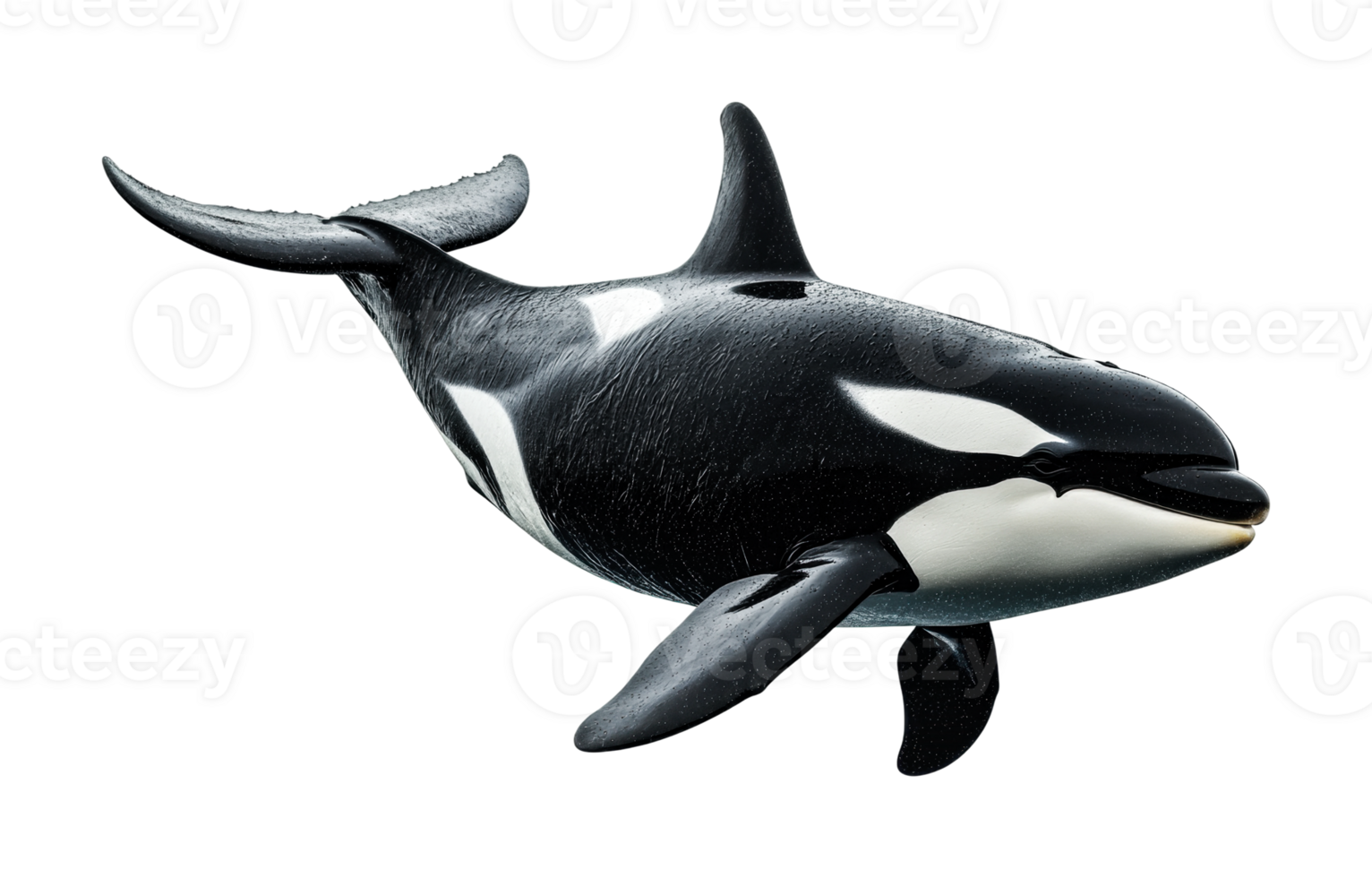 Orca whale swimming underwater with detailed black and white pattern, cut out png