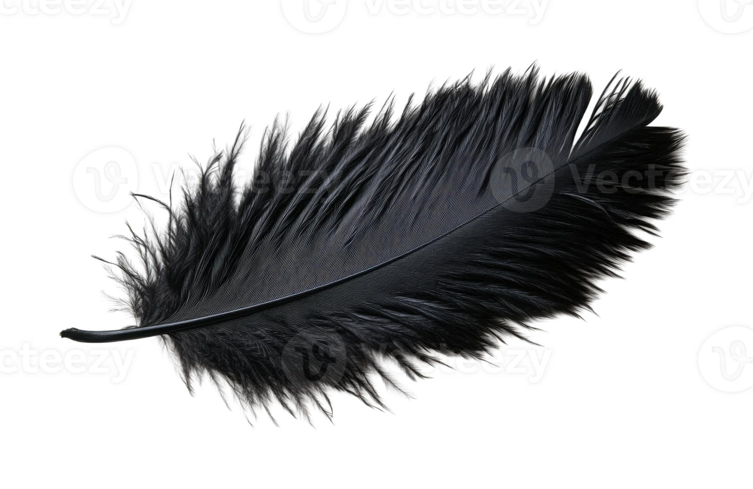Close-up of a detailed black ostrich feather against white background, cut out png