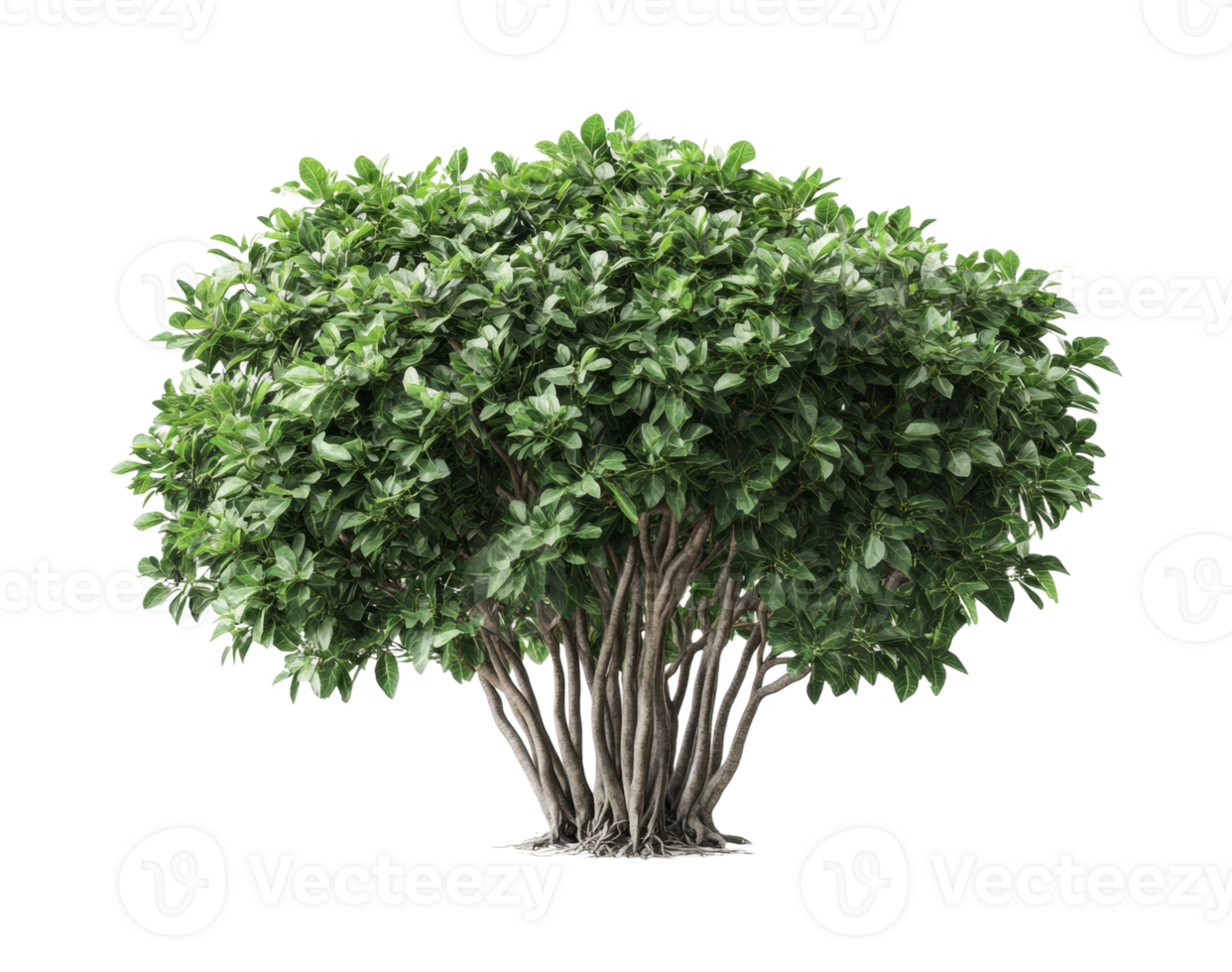 Lush green ficus tree with dense foliage and multiple trunks, cut out png