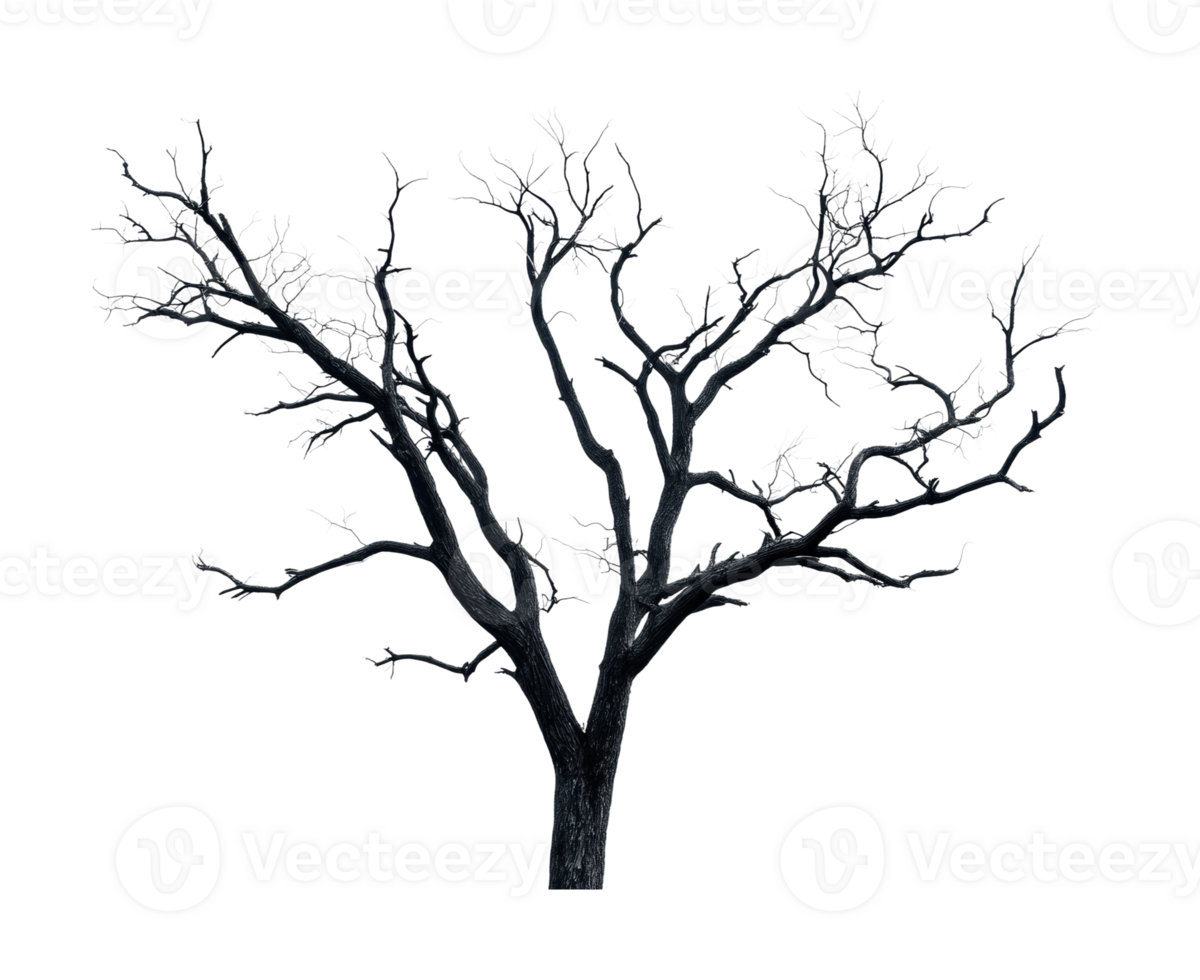 Leafless tree silhouette with intricate branch patterns against black background, cut out png