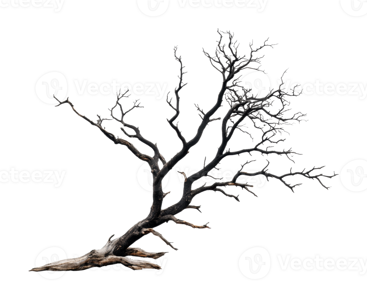 Twisted dry tree against black background showcasing intricate branch patterns, cut out png