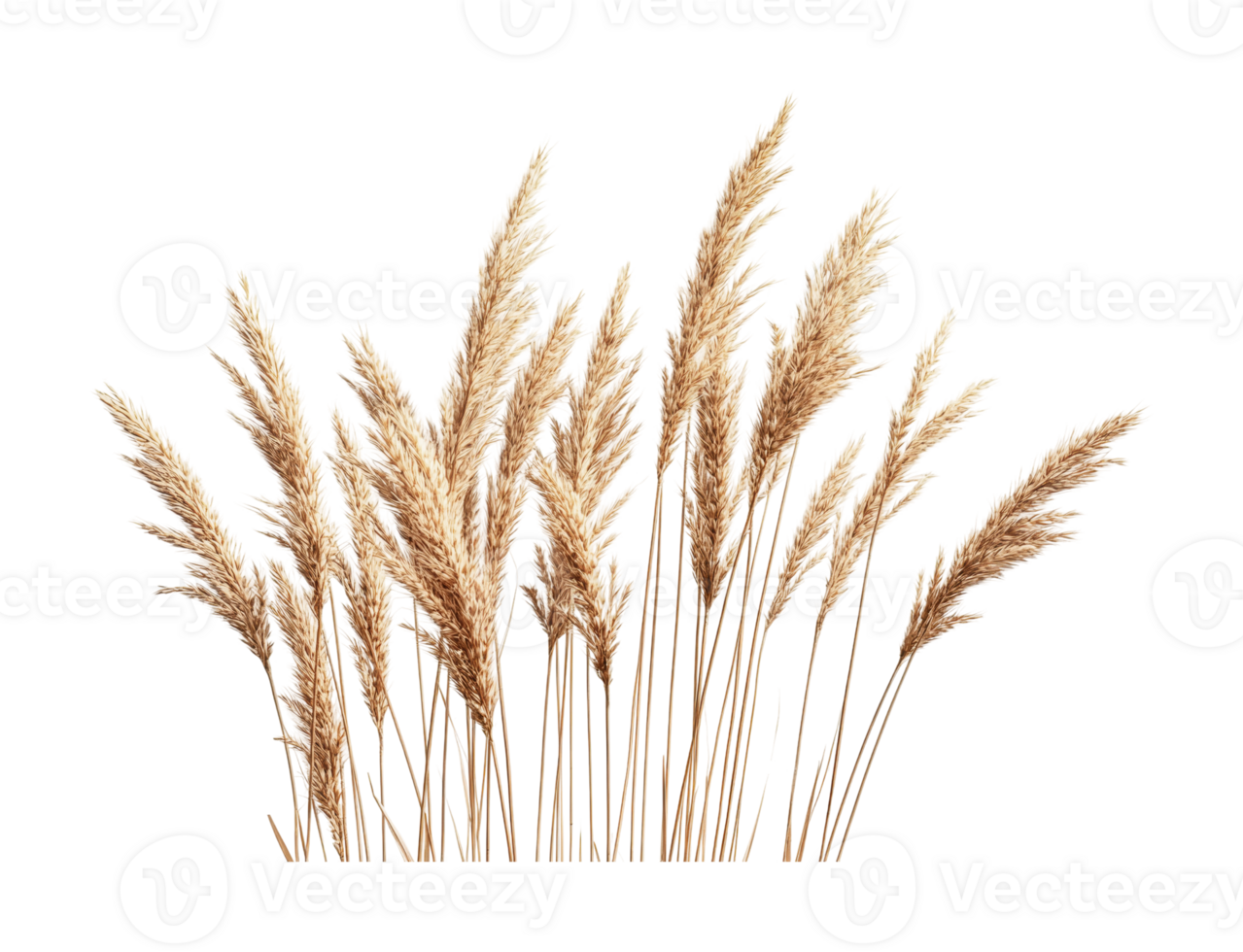Golden wheat stalks isolated, cut out png