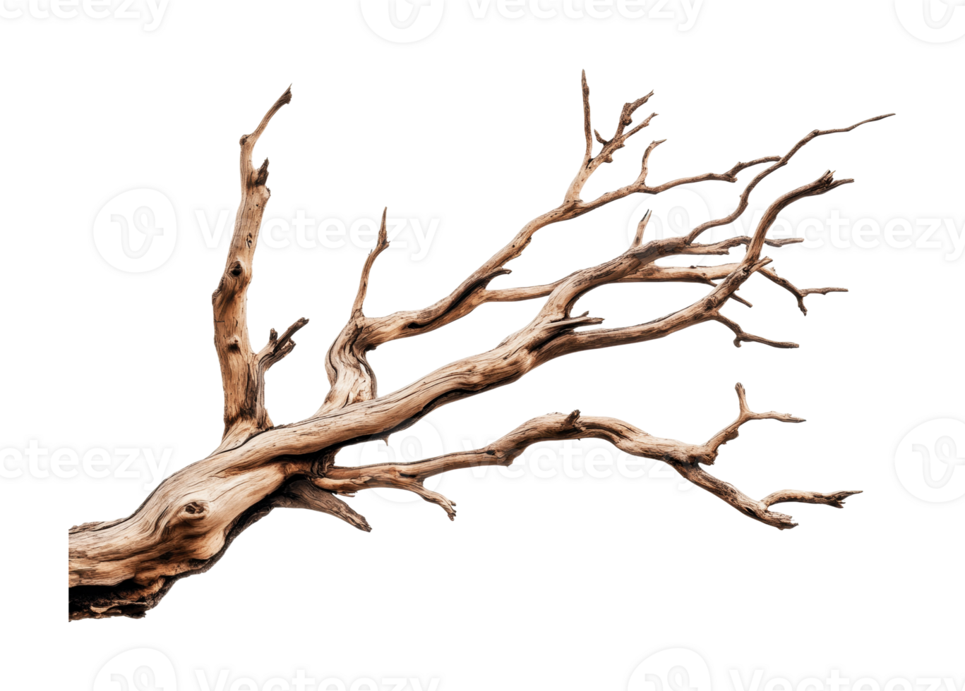 Intricate dry tree branch with twisting limbs isolated on white background png