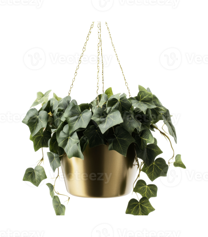 Hanging ivy plant in chic gold planter with lush green leaves png