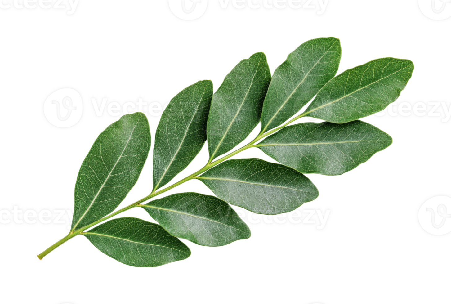 Close-up of fresh green leaf isolated on black background png