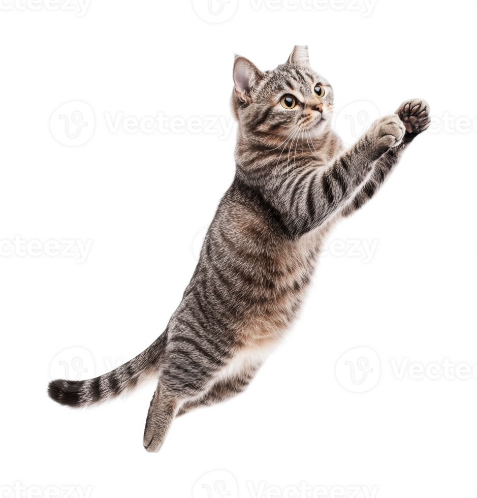 Playful tabby cat jumping mid-air with focused expression png