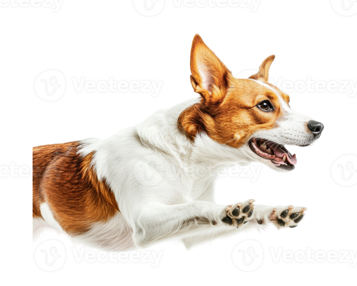 Energetic mixed breed dog leaping with joyful expression png