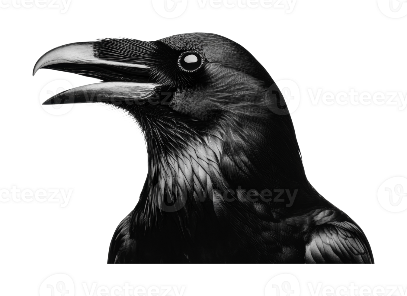 Close-up of detailed raven profile with open beak against black background png